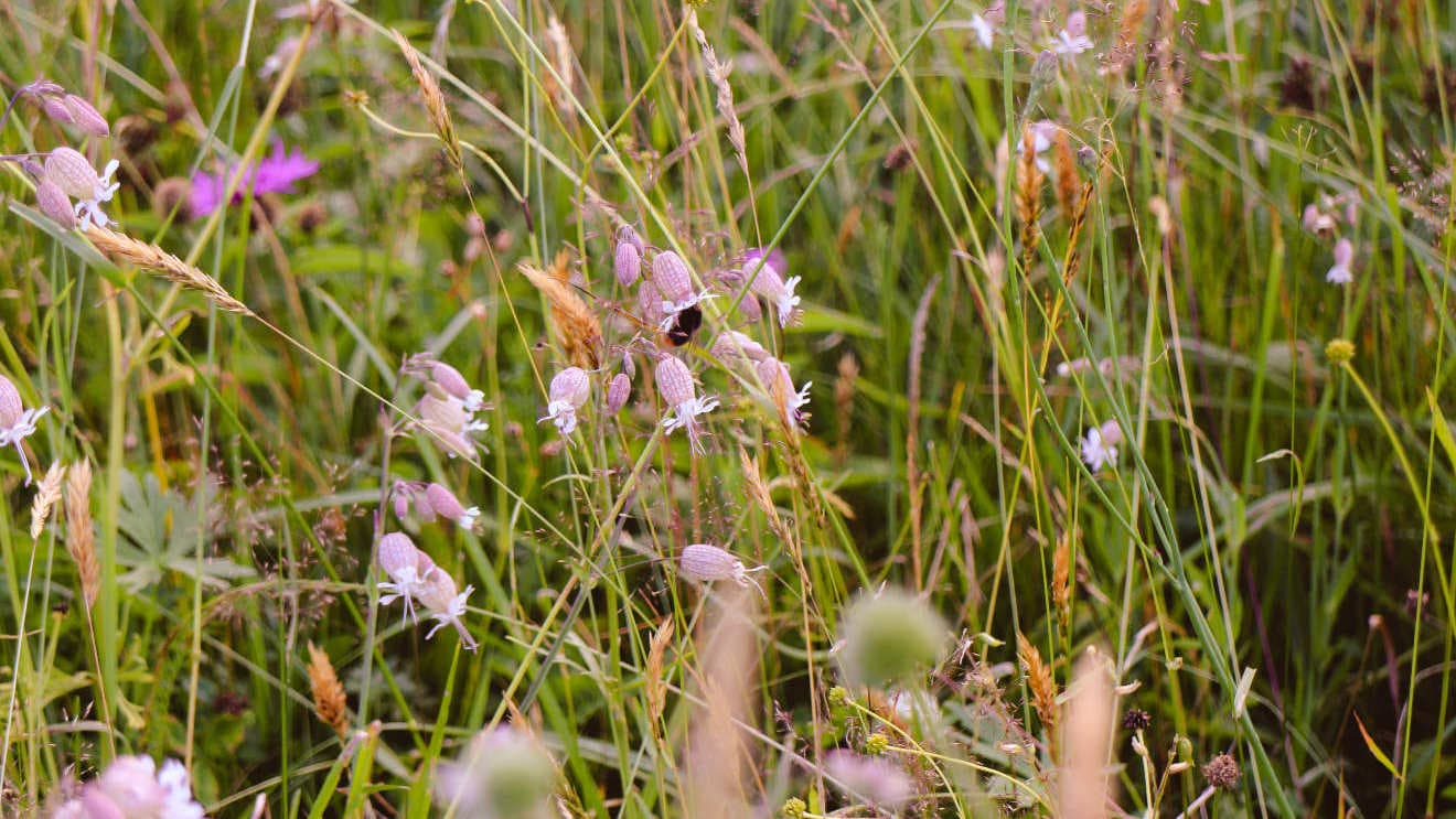 Insektenschonendes Mähen