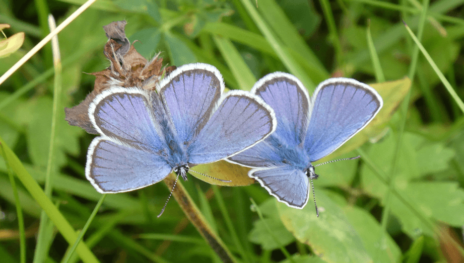Naturschutz in der Filz in Wörgl